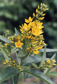 Lysimachia vulgaris